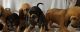 Bloodhound Puppies for sale in Cumby, TX 75433, USA. price: $1