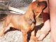 Bloodhound Puppies for sale in Tonasket, WA 98855, USA. price: NA
