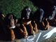 Bloodhound Puppies for sale in Sacramento, CA, USA. price: NA