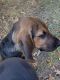 Bloodhound Puppies for sale in Snead, AL 35952, USA. price: $400