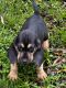 Bloodhound Puppies for sale in Ludowici, GA 31316, USA. price: $500