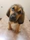 Bloodhound Puppies for sale in Prattville, AL, USA. price: NA