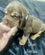 Bloodhound Puppies for sale in Warrior, AL, USA. price: NA