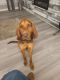 Bloodhound Puppies for sale in Felton, PA 17322, USA. price: NA