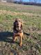 Bloodhound Puppies for sale in Dunlap, TN 37327, USA. price: $500