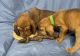 Bloodhound Puppies for sale in Burlington, MI 49029, USA. price: NA