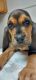 Bloodhound Puppies for sale in Kingsport, TN 37660, USA. price: NA