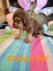 Bloodhound Puppies for sale in Theodore, AL 36582, USA. price: NA