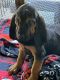 Bloodhound Puppies for sale in Live Oak, FL, USA. price: $500