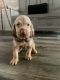 Bloodhound Puppies for sale in Atascocita, TX, USA. price: NA