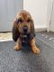 Bloodhound Puppies for sale in Oak Harbor, OH 43449, USA. price: NA