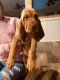 Bloodhound Puppies for sale in Atascocita, TX, USA. price: $250