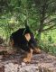 Bloodhound Puppies for sale in Cumby, TX 75433, USA. price: $850