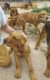 Bloodhound Puppies for sale in Cartwright, OK 74731, USA. price: NA