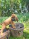 Bloodhound Puppies for sale in Cumby, TX 75433, USA. price: NA