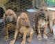 Bloodhound Puppies for sale in Olin, NC 28660, USA. price: $500