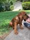 Bloodhound Puppies