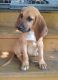 Bloodhound Puppies for sale in Jonesborough, TN 37659, USA. price: NA