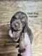 Bloodhound Puppies for sale in Oblong, IL 62449, USA. price: NA