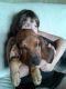 Bloodhound Puppies for sale in North Bay, ON, Canada. price: NA