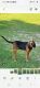 Bloodhound Puppies for sale in Milton, FL, USA. price: $500