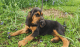 Bloodhound Puppies for sale in TN-1, Nashville, TN, USA. price: $750