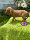 Bloodhound Puppies for sale in TN-1, Nashville, TN, USA. price: $800