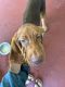 Bloodhound Puppies for sale in Hurt, VA 24563, USA. price: $450