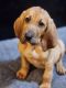 Bloodhound Puppies for sale in Lonoke, AR 72086, USA. price: $1,000