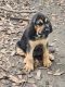 Bloodhound Puppies for sale in Mt Calm, TX 76673, USA. price: $30,000