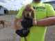 Bloodhound Puppies for sale in 13695 London Rd, Orient, OH 43146, USA. price: $600