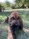 Bloodhound Puppies for sale in Mason, OH, USA. price: $550