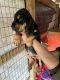 Bloodhound Puppies for sale in Live Oak, FL, USA. price: $500