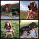 Bloodhound Puppies for sale in Madisonville, KY 42431, USA. price: NA