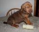 Bloodhound Puppies for sale in Green Bay, WI, USA. price: NA