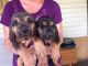Bloodhound Puppies for sale in Lafayette, LA, USA. price: $400
