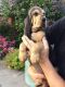 Bloodhound Puppies for sale in Sacramento, CA, USA. price: NA