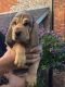 Bloodhound Puppies for sale in Pleasantville, PA 16341, USA. price: NA