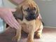 Bloodhound Puppies for sale in Oregon City, OR 97045, USA. price: $500