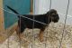 Bloodhound Puppies for sale in Beaumont, TX, USA. price: NA