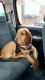 Bloodhound Puppies for sale in Sweetwater, TN 37874, USA. price: NA