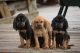 Bloodhound Puppies for sale in Kansas City, KS, USA. price: NA