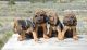 Bloodhound Puppies for sale in Dallas, TX, USA. price: NA