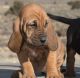 Bloodhound Puppies for sale in Dallas, TX, USA. price: NA