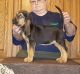 Bloodhound Puppies for sale in Omaha, NE, USA. price: NA