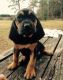 Bloodhound Puppies for sale in Delaware City, DE, USA. price: NA