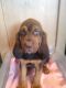 Bloodhound Puppies for sale in Beaumont, TX, USA. price: NA