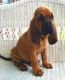 Bloodhound Puppies for sale in El Cajon, CA, USA. price: NA