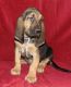 Bloodhound Puppies for sale in Baltimore, MD, USA. price: NA