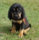Bloodhound Puppies for sale in Chicago, IL, USA. price: NA